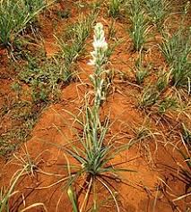 Pepeling sunda dalam bahasa indonesia artinya adalah nasehat. Sedap Malam Wikipedia Bahasa Indonesia Ensiklopedia Bebas