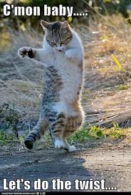 C Mon Baby Let S Do The Twist Animals Funny Cats Funny Animals Funny Cat Pictures
