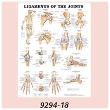 Anatomical Charts Disease Human Spine Disorder Chart