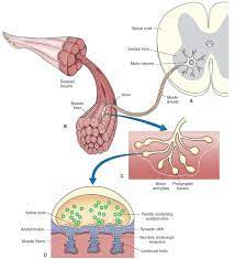 Synaptic Transmission The Neuron Part 1 Motor Neuron Neurons Neuromuscular Junction