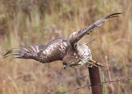 Maybe you would like to learn more about one of these? Immature Red Tailed Hawk With A Rodent Feathered Photography