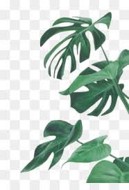 Leaves Png Leaves Transparent Clipart Free Download Eucalyptus Polyanthemos Royalty Free Watercolor Painting I Watercolor Leaves Botany Illustration Leaves