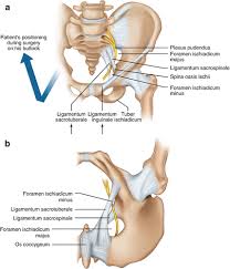 Image result for Obturator Nerve Compression
