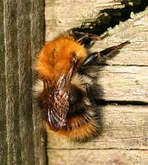 Common carder bees are very common and are found everywhere from arable land to urban gardens. Common Carder Bumblebee Naturespot