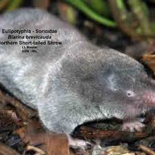 Image result for Blotiella currorii