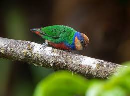 Image result for Micractis bojeri