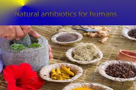 11 Natural Antibiotics Provided By Nature Stay Healthy Epic Article