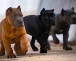 Cane Corso Puppies For Sale - Cane Corso Dog Breed Info ...