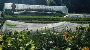 We researched the best face masks for the environment. Row Covers Usu