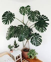 Plants Lover On Instagram Beautiful And Big Monstera Tag Your Friends Follow Plantslover1990 Plan In 2020 Big Indoor Plants Plants Plant Decor