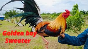 Philippines gamefowl the beautiful line golden boy sweater - YouTube