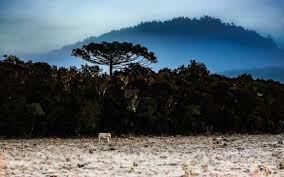 Neve em santa catarina, bom jardim da serra, santa catarina, serra do rio do rastro, sal, neve santa catarina. Previsao Do Tempo Chuva E Frio Intenso De Origem Polar Aumentam Chance De Neve Em Sc Governo Do Estado De Santa Catarina