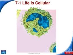 Life is cellular i'll think of cells in a jail that are basic unit of life Lesson Overview 7 1 Life Is Cellular Ppt Download