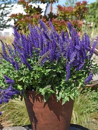 Image result for Salvia