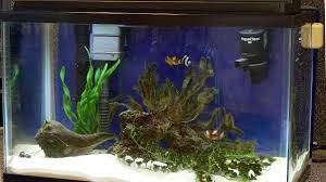 Estimating Costs For A 10 Gallon Mini Reef Clownfish Tank