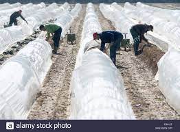 Locuri de munca in germania fara intermediari, direct la angajator cu contract de munca german. Arhive Locuri De Munca Agricultura 2018 Oferte Munca