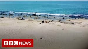 The united nations general assembly second committee has overwhelmingly approved a draft resolution that urges israel to pay lebanon over $850 million in compensation for a major oil spill during the. Tar Globs Pollute Israel S Coast After Oil Spill Bbc News Youtube