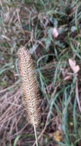 Image result for Setaria pumila
