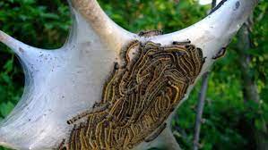 When the infestation is severe, these insects can defoliate and even kill evergreens like spruce. Web Worms Bag Worms And Eastern Tent Caterpillars What S The Difference Apartment Therapy