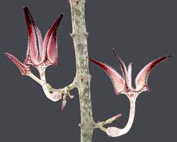 Image result for Ceropegia filipendula
