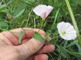 Image result for Convolvulaceae