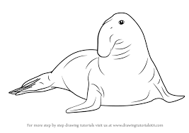 Learn How To Draw A Southern Elephant Seal Seals Step By Step Drawing Tutorials Leopard seal with close up on head and open mouth showing sharp teeth. to draw a southern elephant seal