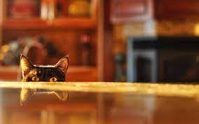 Cats Animals I Love Cats