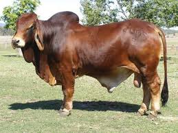 The brahman is an american breed of beef cattle. Red Brahman Bull Desktop Nexus Wallpapers Animals Beautiful Beef Cattle Cattle
