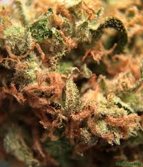 Critical Kush Strain Marijuana Strain Reviews Allbud