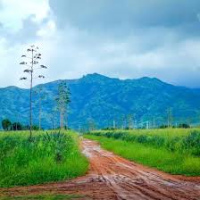 Image result for Pyrostria bibracteata