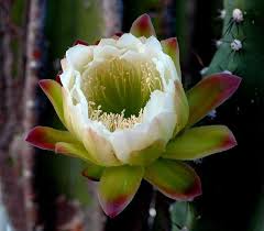 Image result for Cereus jamacaru