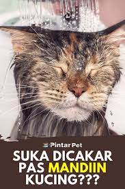  Begini Cara Memandikan Kucing Agar Tidak Berontak Kucing Dokter Hewan Pecinta Anjing