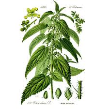 Image result for Urticaceae