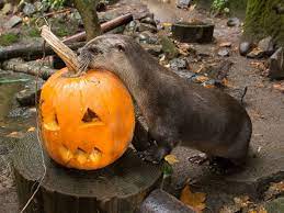 Photo Animals At The Oregon Zoo Enjoy Carved Pumpkins As Part Of The Zoos Halloween Festivities Pumpkin Animals Zoo