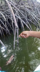 Mahakam merupakan nama sebuah sungai terbesar di provinsi kalimantan timur yang bermuara di selat makassar. Kehutanan Pengetahuan Dasar Mancing Ikan Di Sungai Hutan Bakau