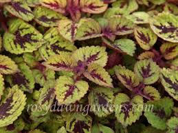 Image result for Coleus sylvestris