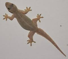 This laudanum is diluted somewhat with burdock, so you can continue to function. Classification Of Lizard Steemit