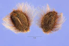 High john root can be used to increase luck, power, protection, love and money. Return To The High John The Conqueror Root High John S True Identity Tiny Cat Pants