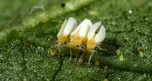 Spider mites are annoying and tiny arachnids that can infest and damage many kinds of outdoor plants, including tomatoes. A Major Crop Pest Causes Tomato Plants To Spread Fake News Science News