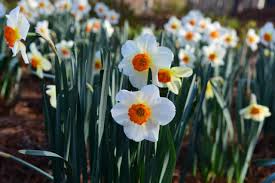 When is the best time to plant grass seed? Spring Flowers Daffodils Are A Sign Spring Is Right Around The Corner