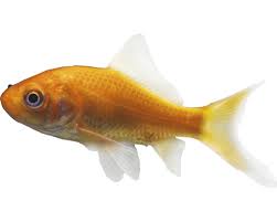 Erst nach einem jahr bekommt er seine prächtige farbe. Fisch Goldfisch Klein 4 7 Cm Carassius Auratus Bei Hornbach Kaufen
