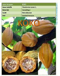 Perkhidmatan yang disediakan oleh imoney juga percuma. Koko Theobroma Cacao L Minuman Awet Muda Dan Panjang Umur Wannura