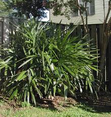 Image result for Rhipidoglossum microphyllum