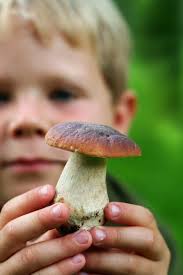 Questi particolari alimenti, infatti, richiedono cure delicate per non rovinarsi e perdere il loro particolare sapore. Come Pulire I Funghi 10 Consigli La Cucina Italiana