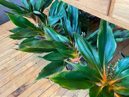 Image result for Chlorophytum Amaniense