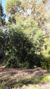 Image result for Casuarina littoralis