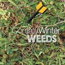 Put just a pinch down at the base of each plant. How To Control Common Winter Weeds About The Garden Magazine
