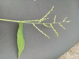 Image result for Digitaria velutina