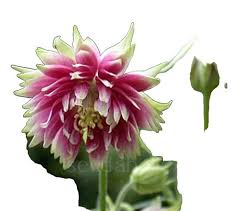 Image result for Aquilegia vulgaris Tower Mix