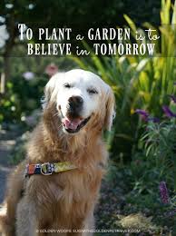 We did not find results for: Pin On Blog Golden Woofs Sugar The Golden Retriever